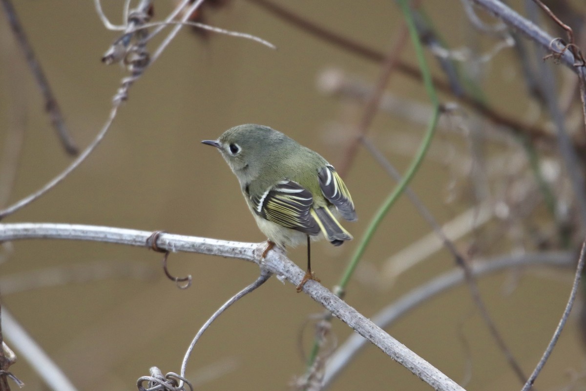 Ruby-crowned Kinglet - ML513885061