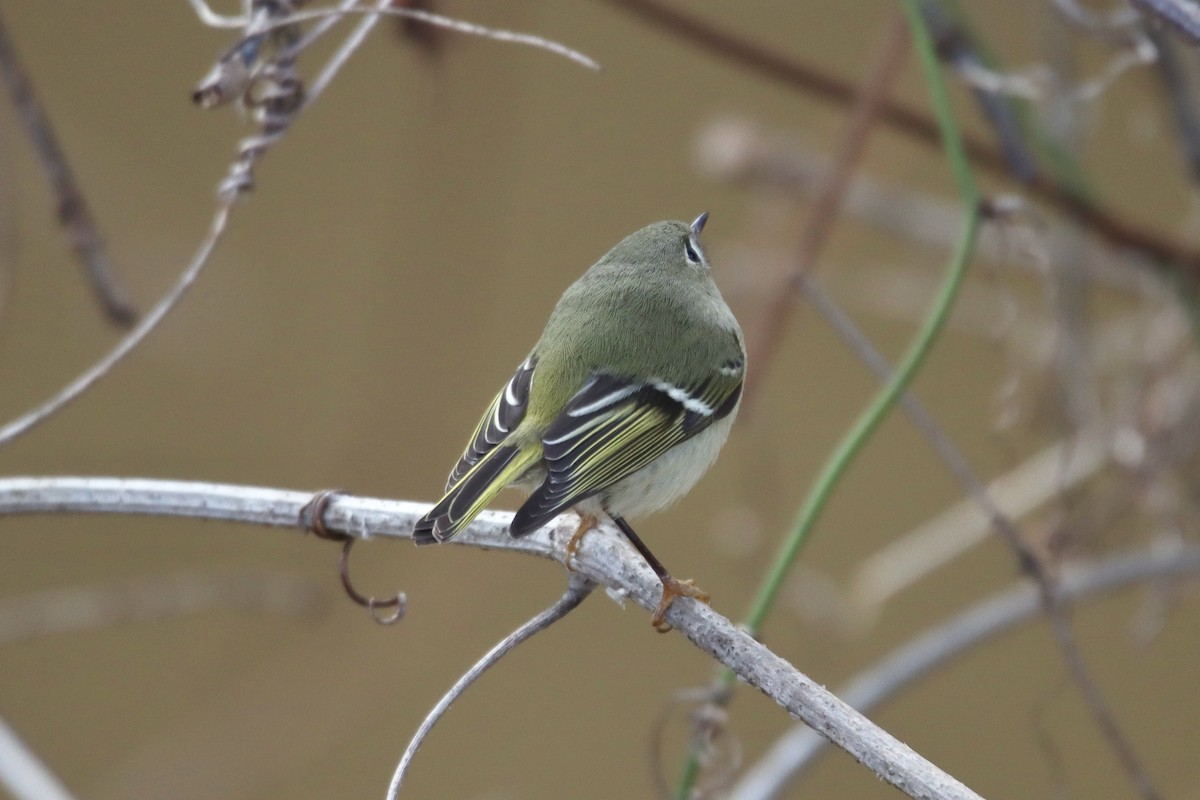 Roitelet à couronne rubis - ML513885071