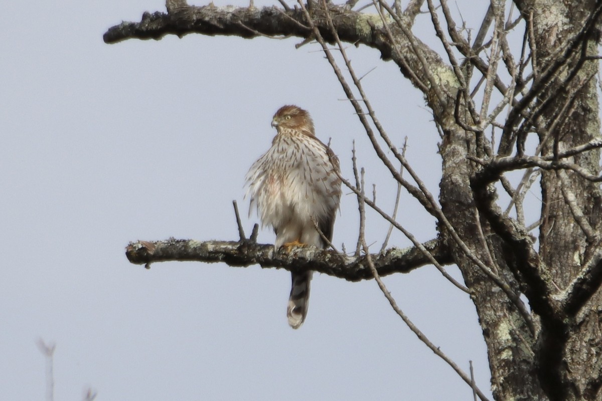 Cooper's Hawk - ML513885081