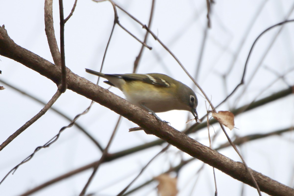 Mavi Başlı Vireo - ML513885111