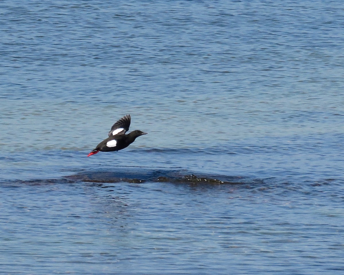 Black Guillemot - ML513885441