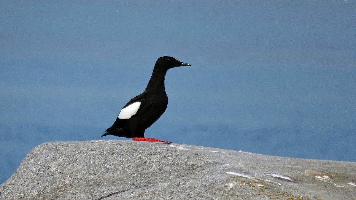 Black Guillemot - ML513885451