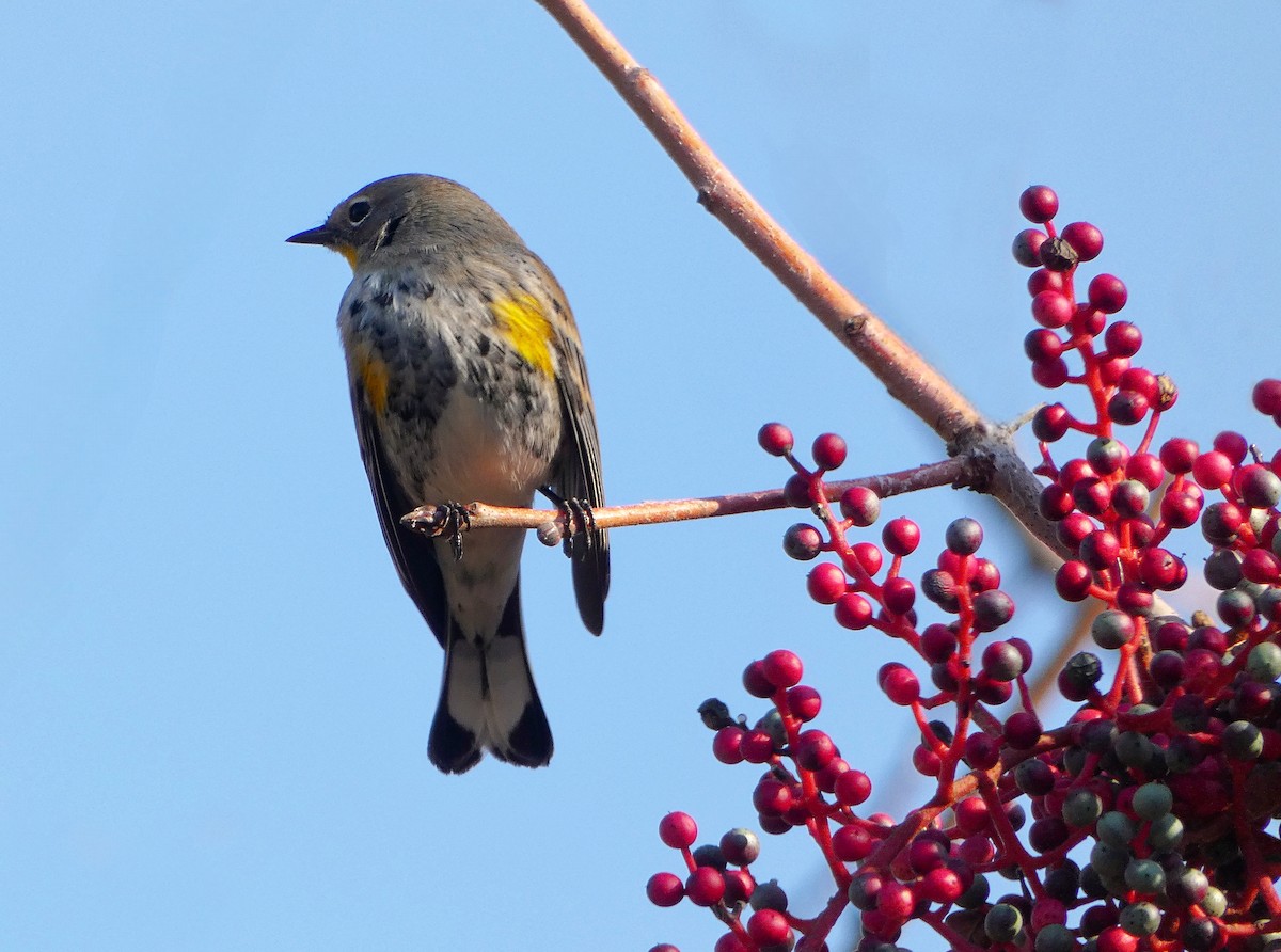 Yellow-rumped Warbler (Audubon's) - Cara Barnhill