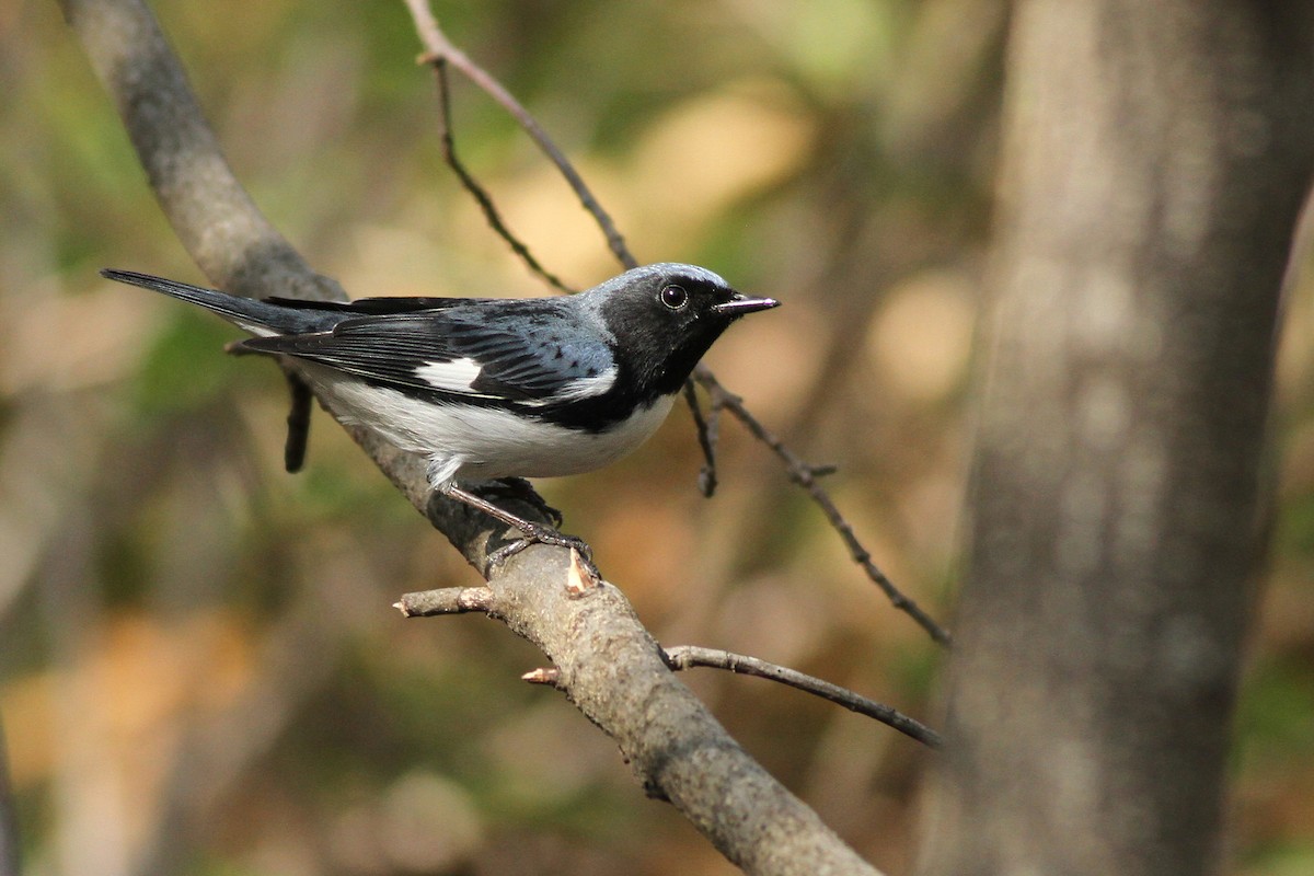 Black-throated Blue Warbler - Evan Lipton