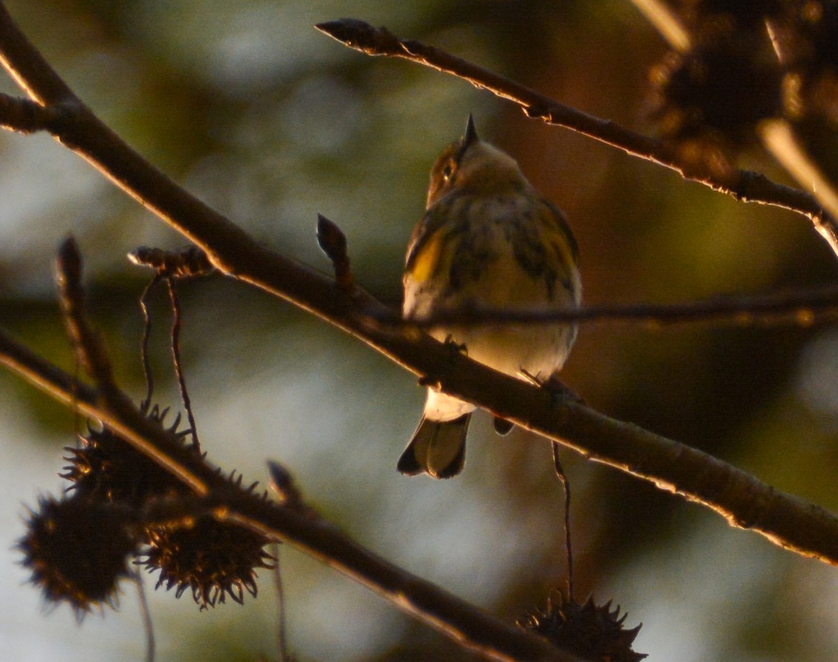 Yellow-rumped Warbler - ML513887251