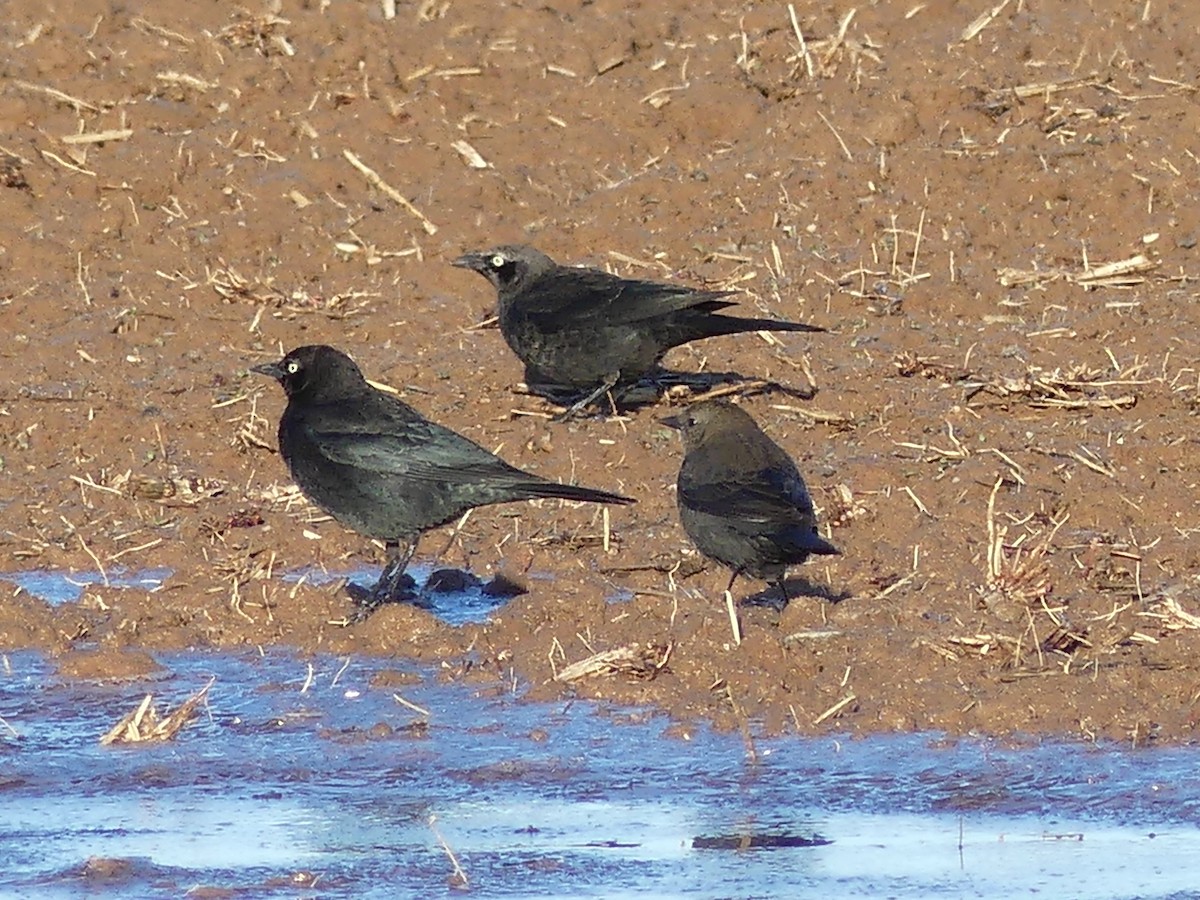 Brewer's Blackbird - ML513887291