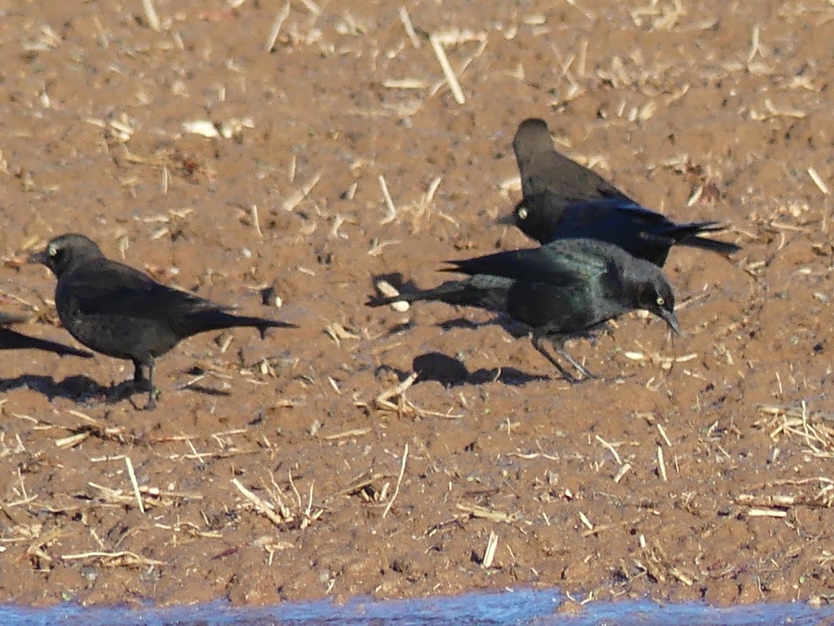 Brewer's Blackbird - Dennis Wolter