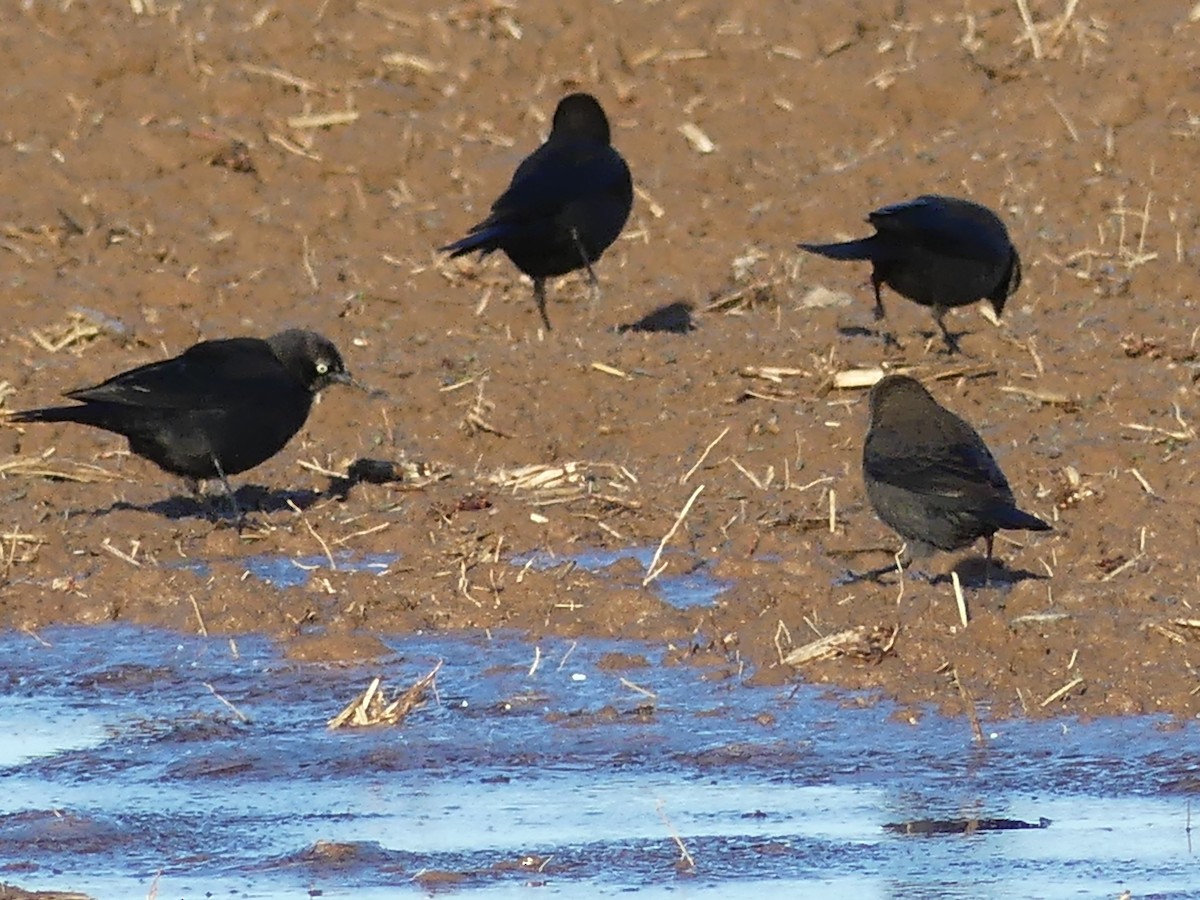 Brewer's Blackbird - ML513887311