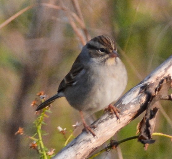 Chipping Sparrow - ML513887321