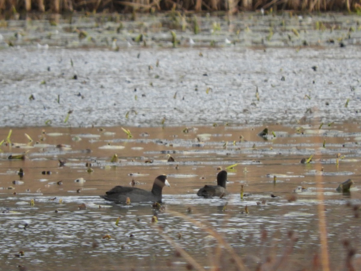 American Coot - ML513887601