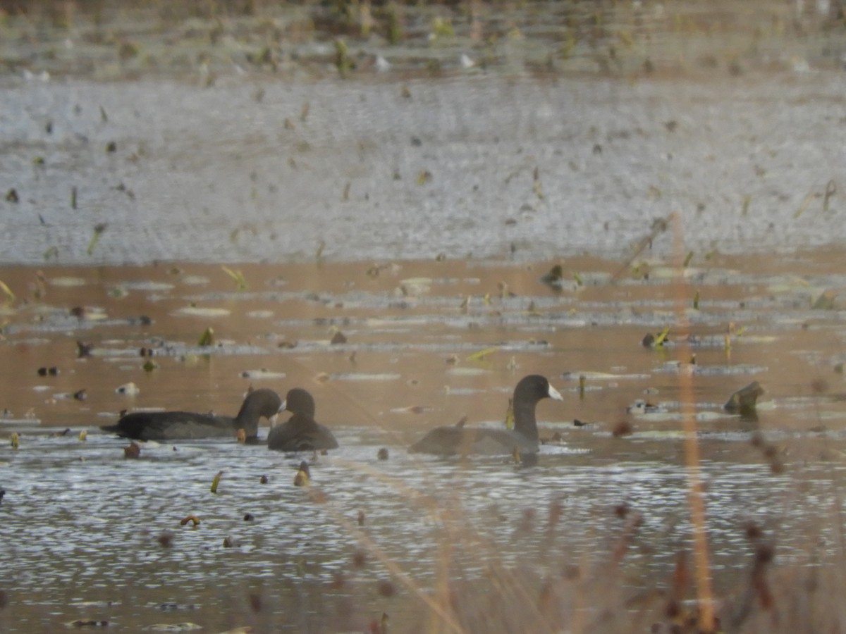 American Coot - ML513887651