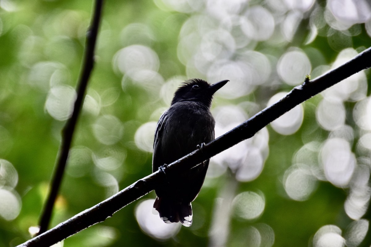 Blackish-gray Antshrike - ML513887781