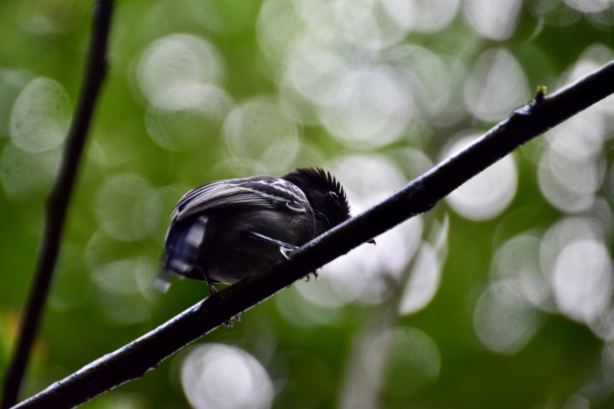 Blackish-gray Antshrike - ML513887821