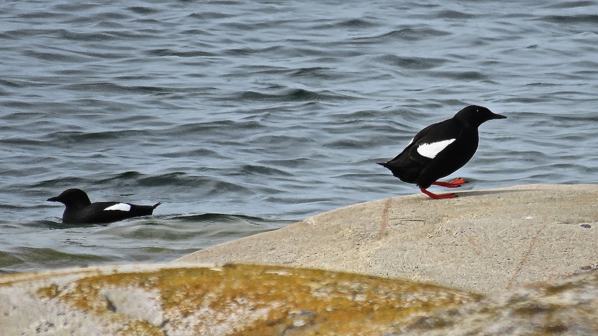 Black Guillemot - ML513888151