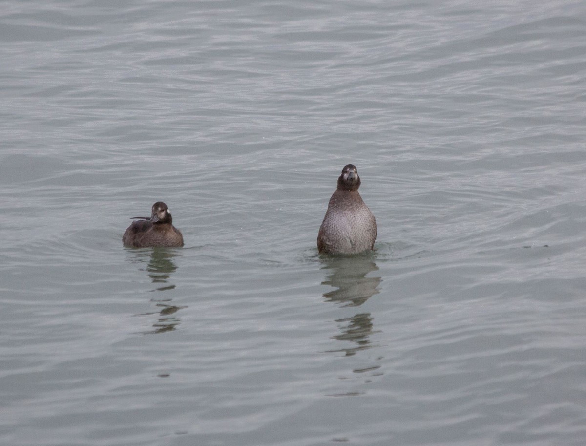 Harlequin Duck - ML513888461