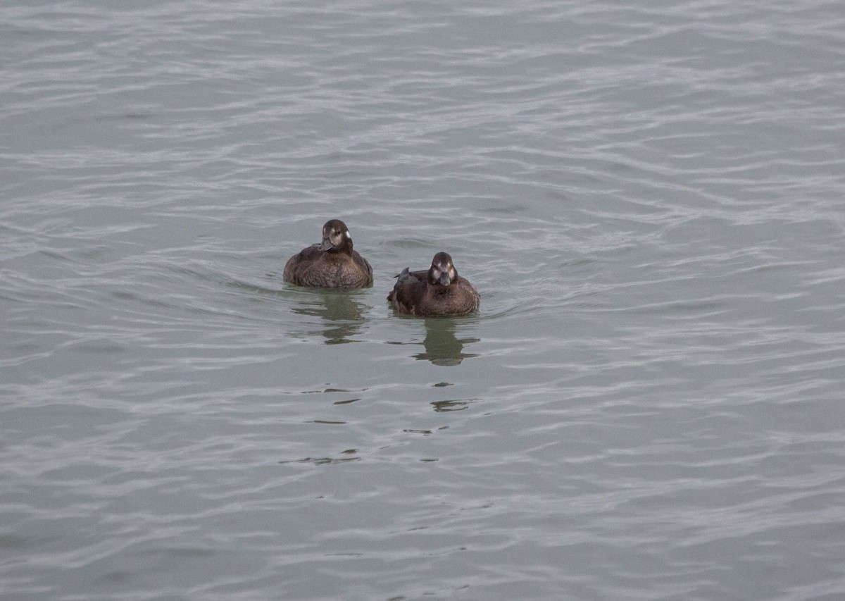 Harlequin Duck - ML513888501