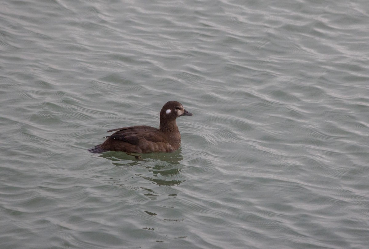 Moretta arlecchino - ML513888621