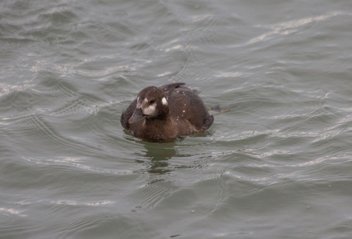 Harlequin Duck - ML513888671
