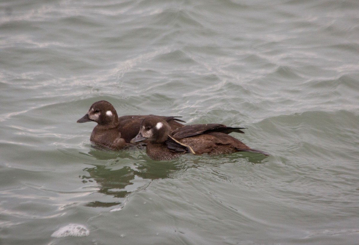 Harlequin Duck - ML513888721