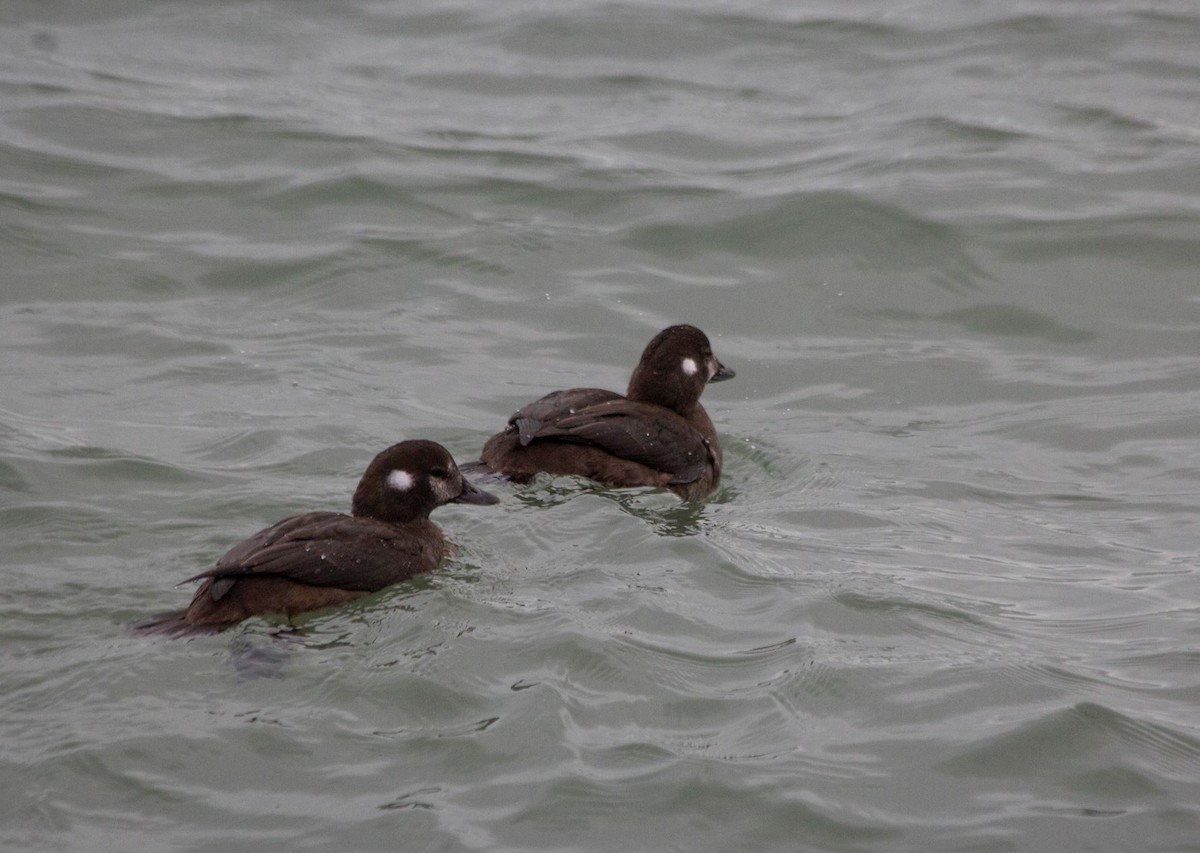 Harlequin Duck - ML513888751