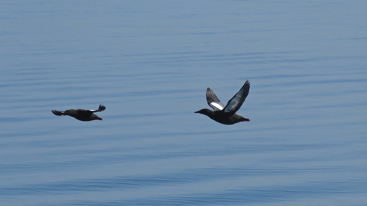 Black Guillemot - ML513889371