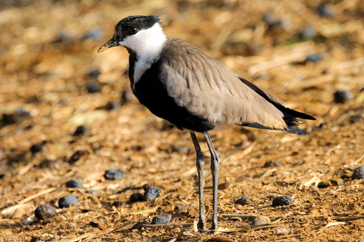 Spur-winged Lapwing - ML513890021