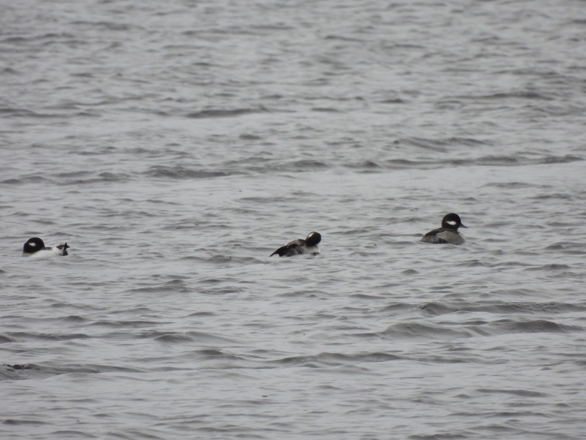 Bufflehead - ML513890051