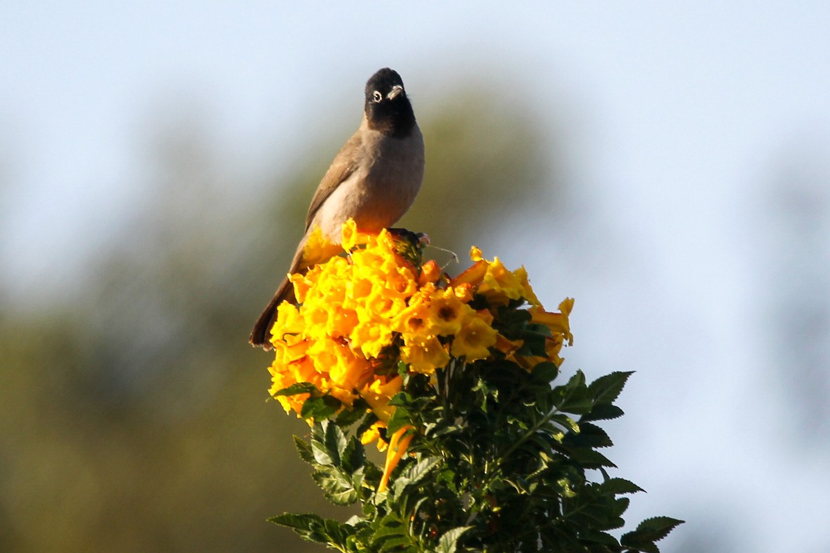 White-spectacled Bulbul - ML513890151