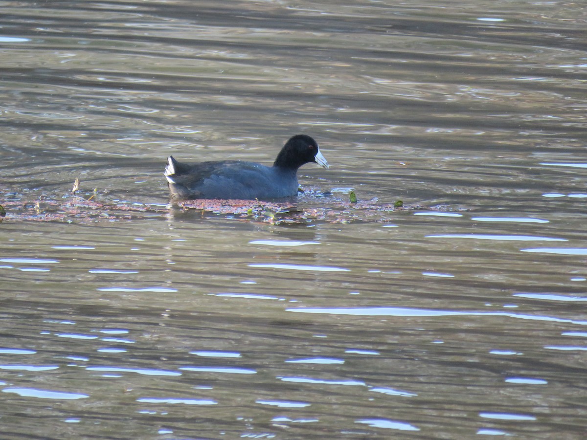 American Coot - ML513890791