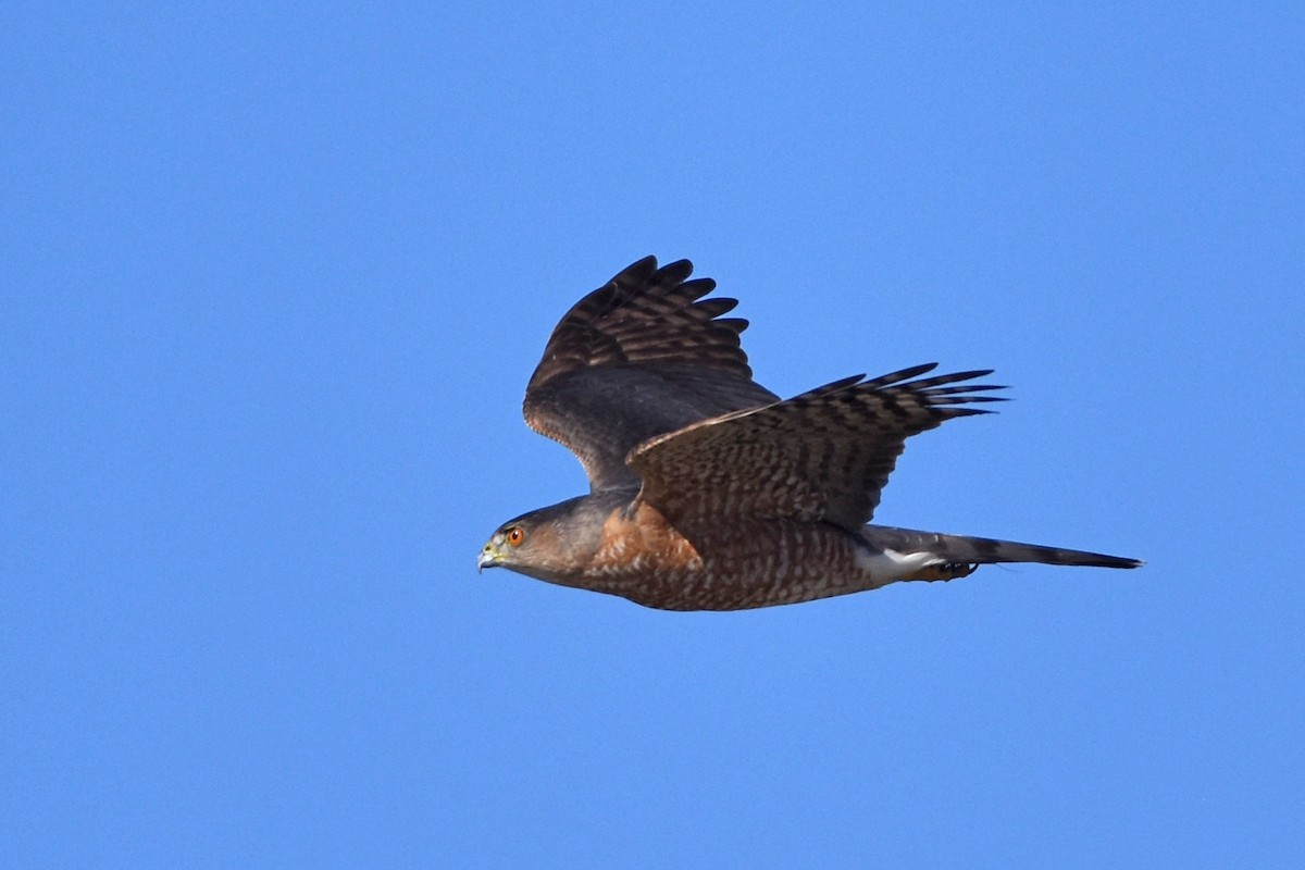 Cooper's Hawk - ML513890931