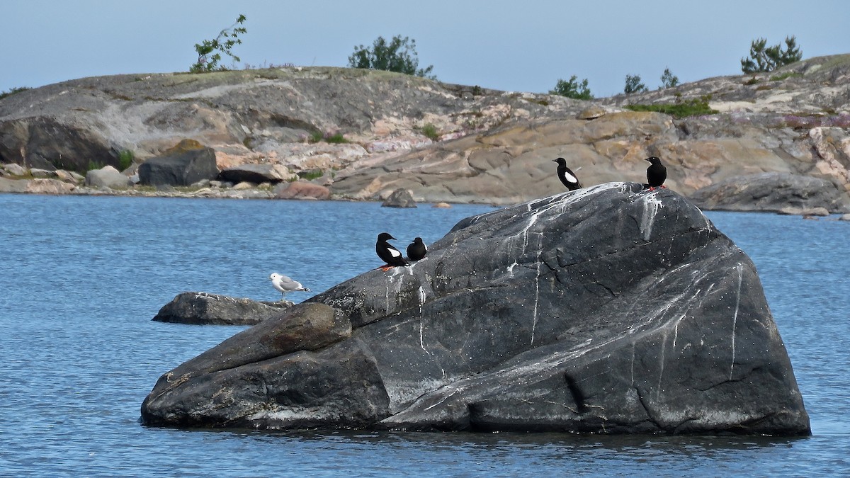 Black Guillemot - ML513891171