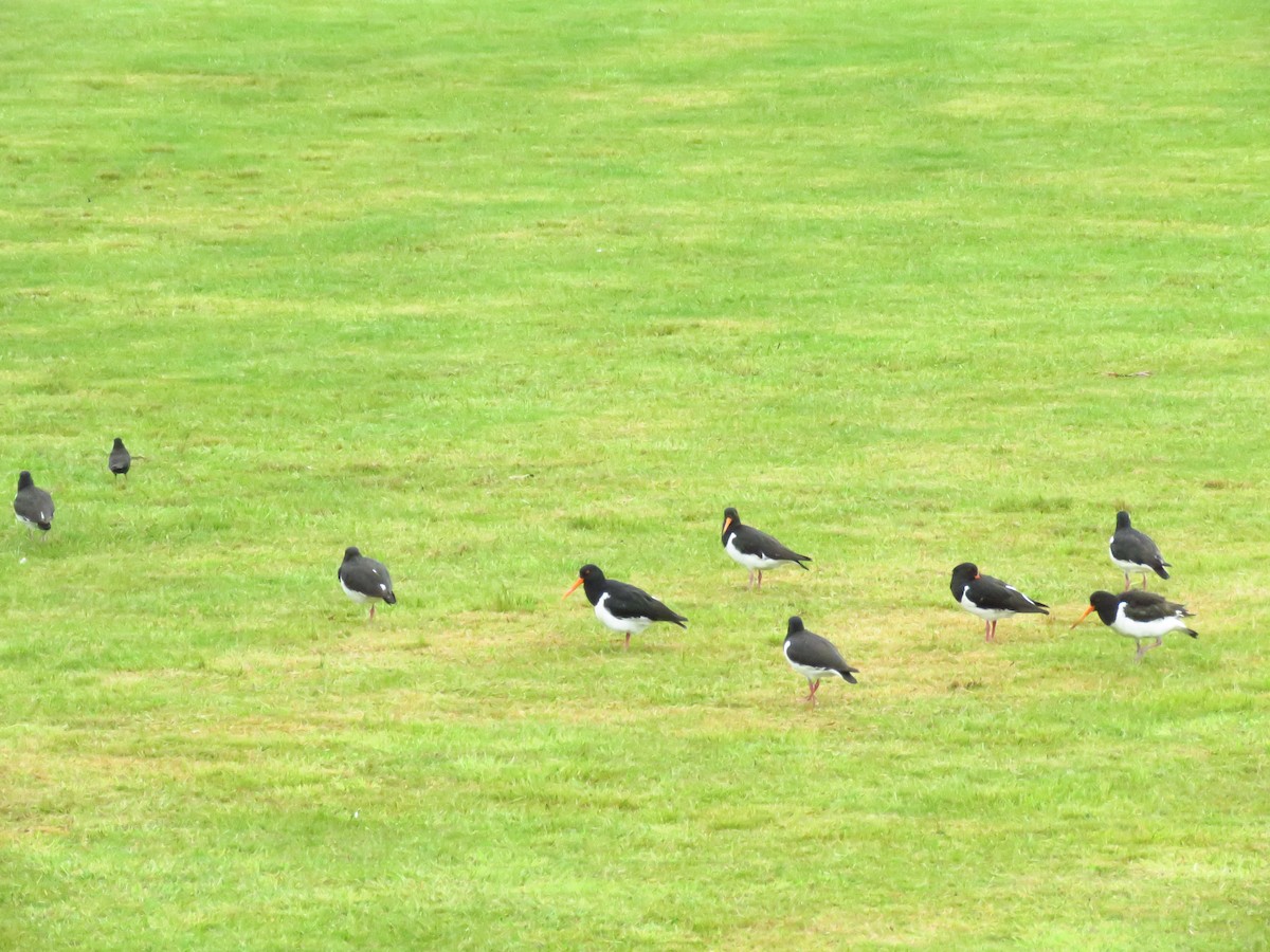 South Island Oystercatcher - ML513891711