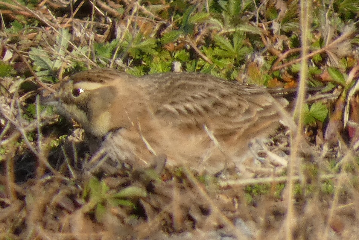 Horned Lark - ML513891761