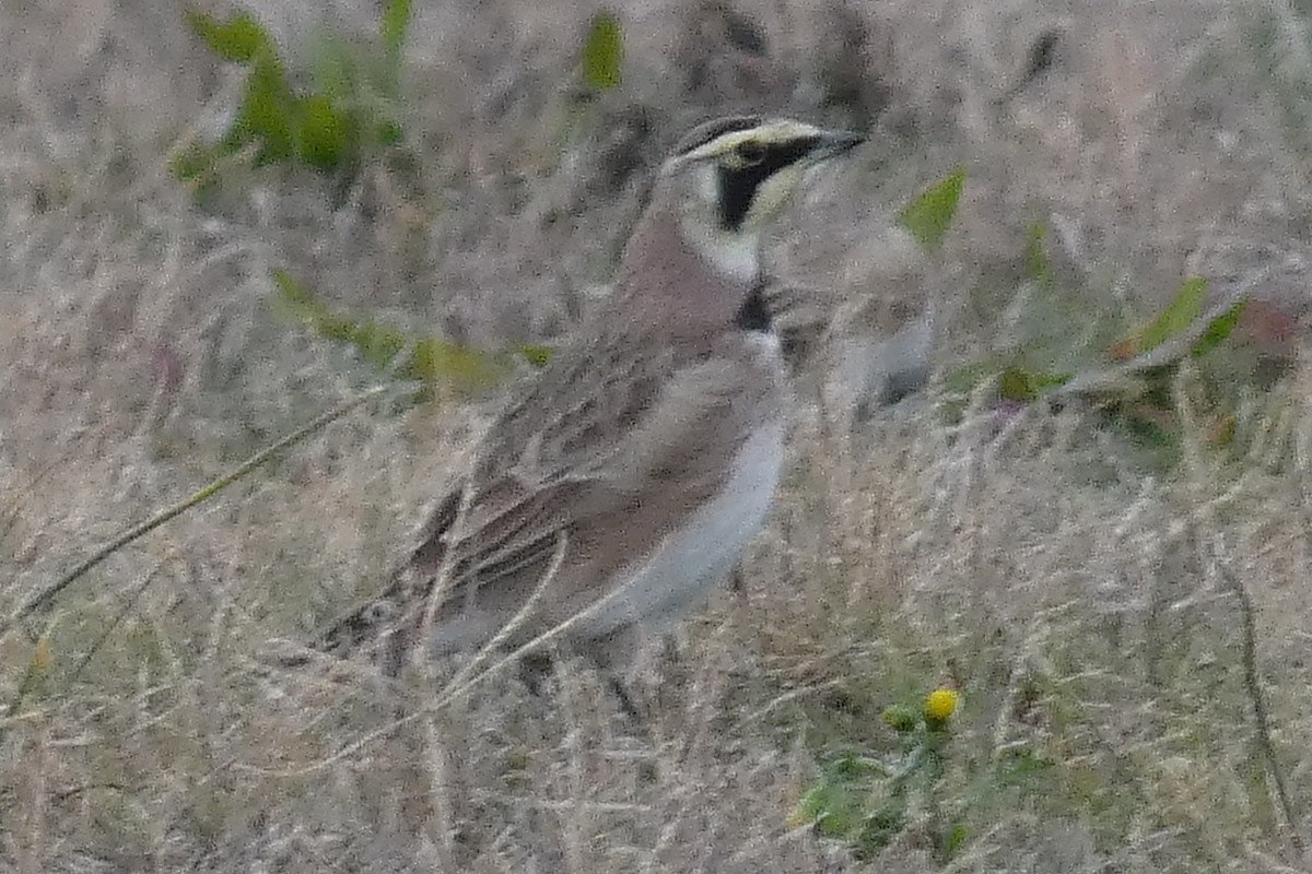 Horned Lark - ML513891771