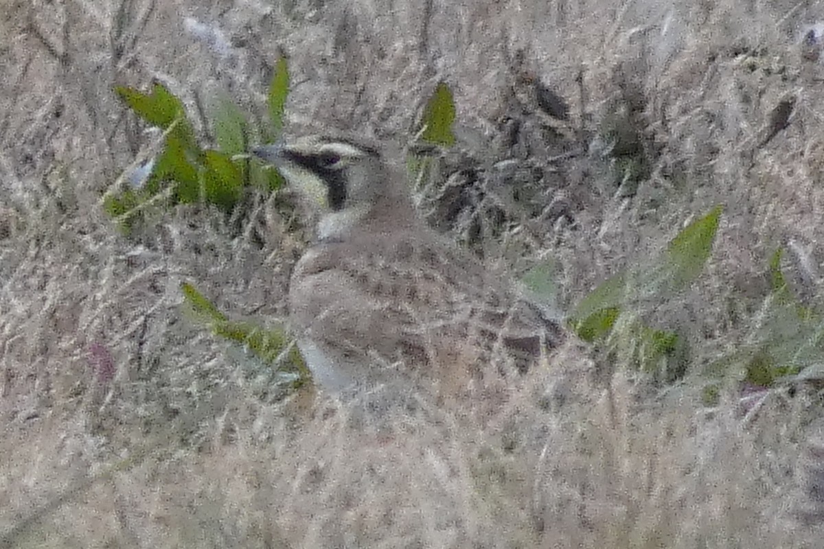 Horned Lark - ML513891781