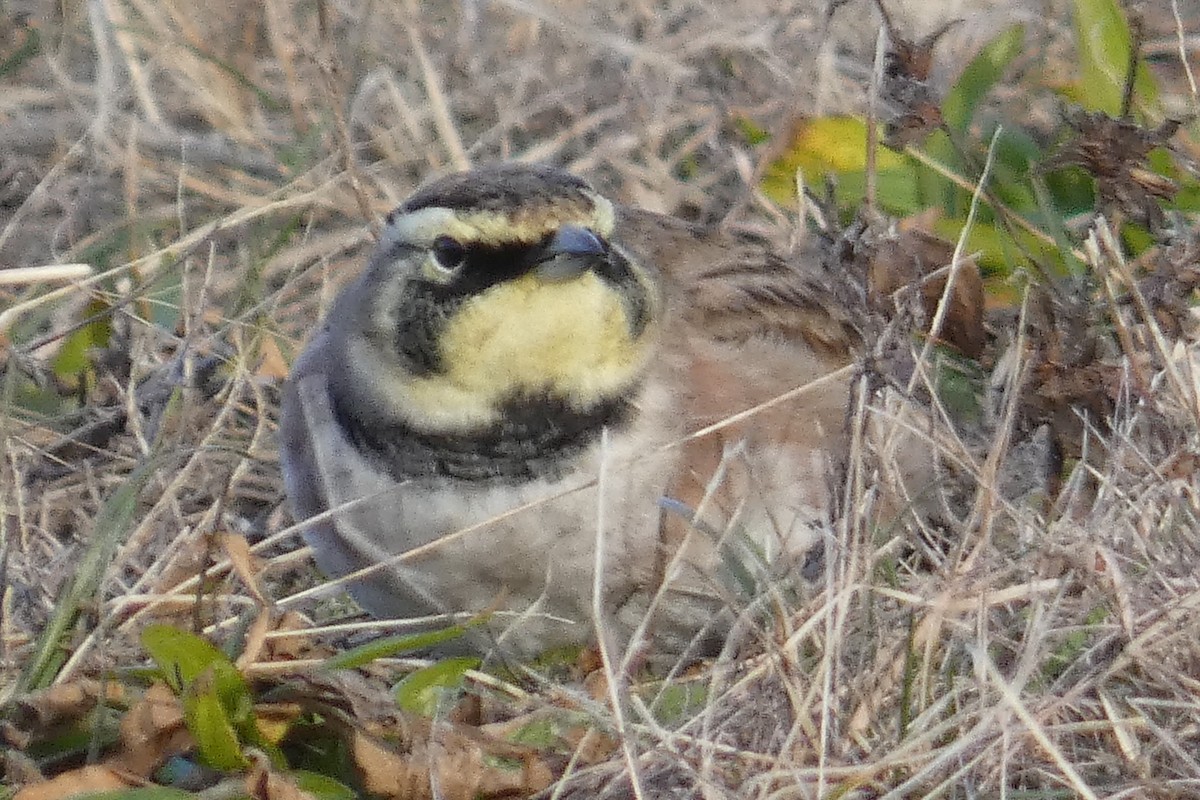 Horned Lark - ML513891791