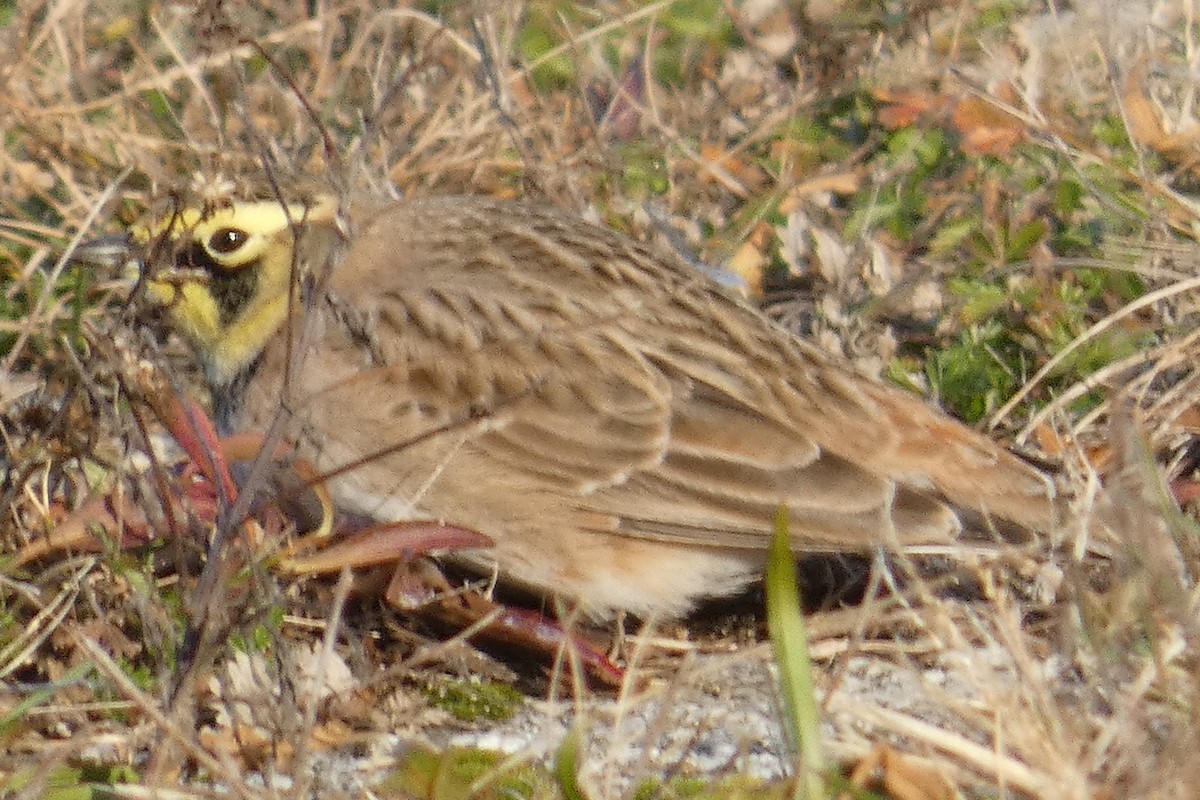 Horned Lark - ML513891801