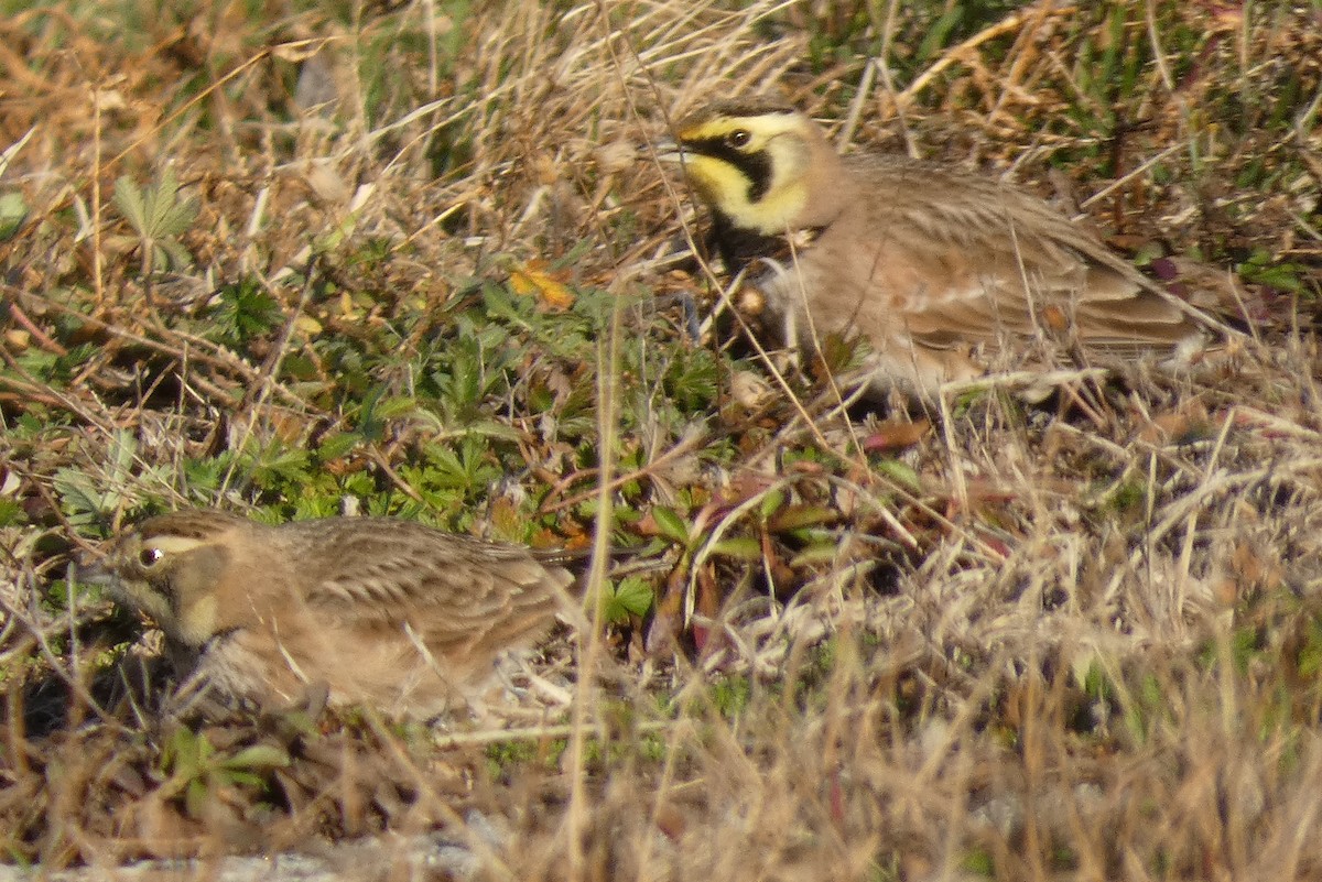 Horned Lark - ML513891811