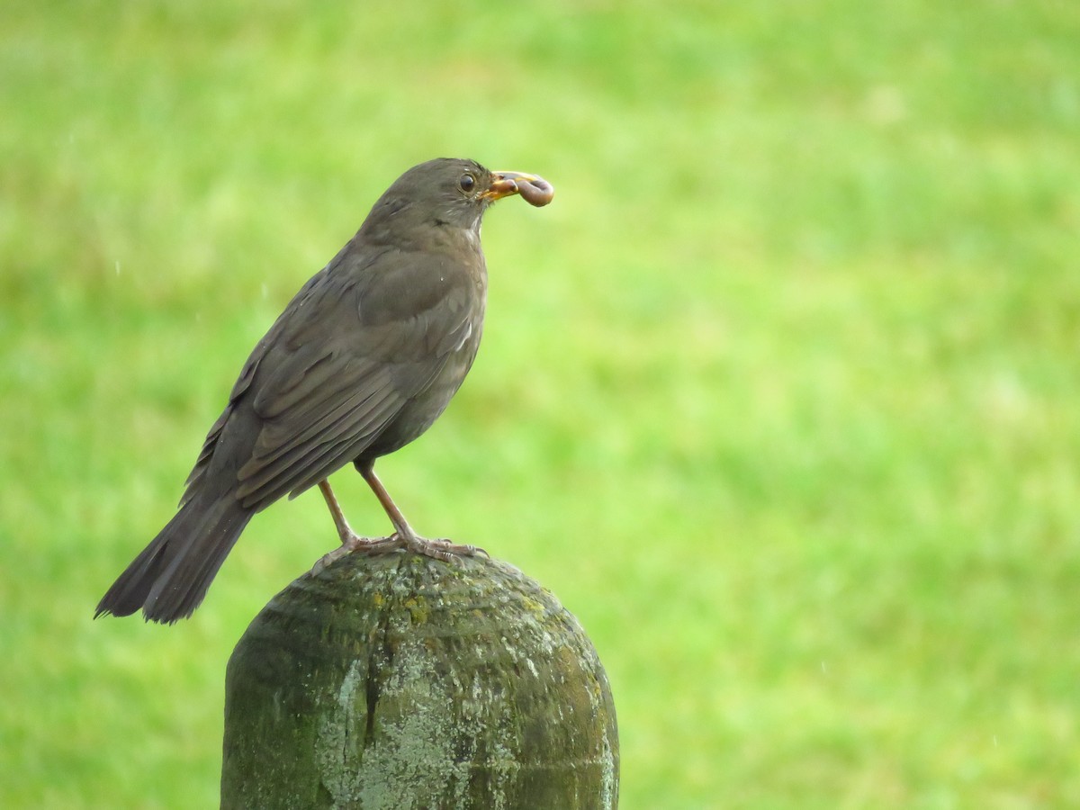 Eurasian Blackbird - ML513892091