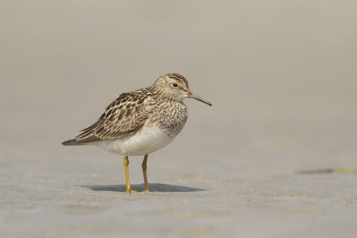 Pectoral Sandpiper - ML51389261