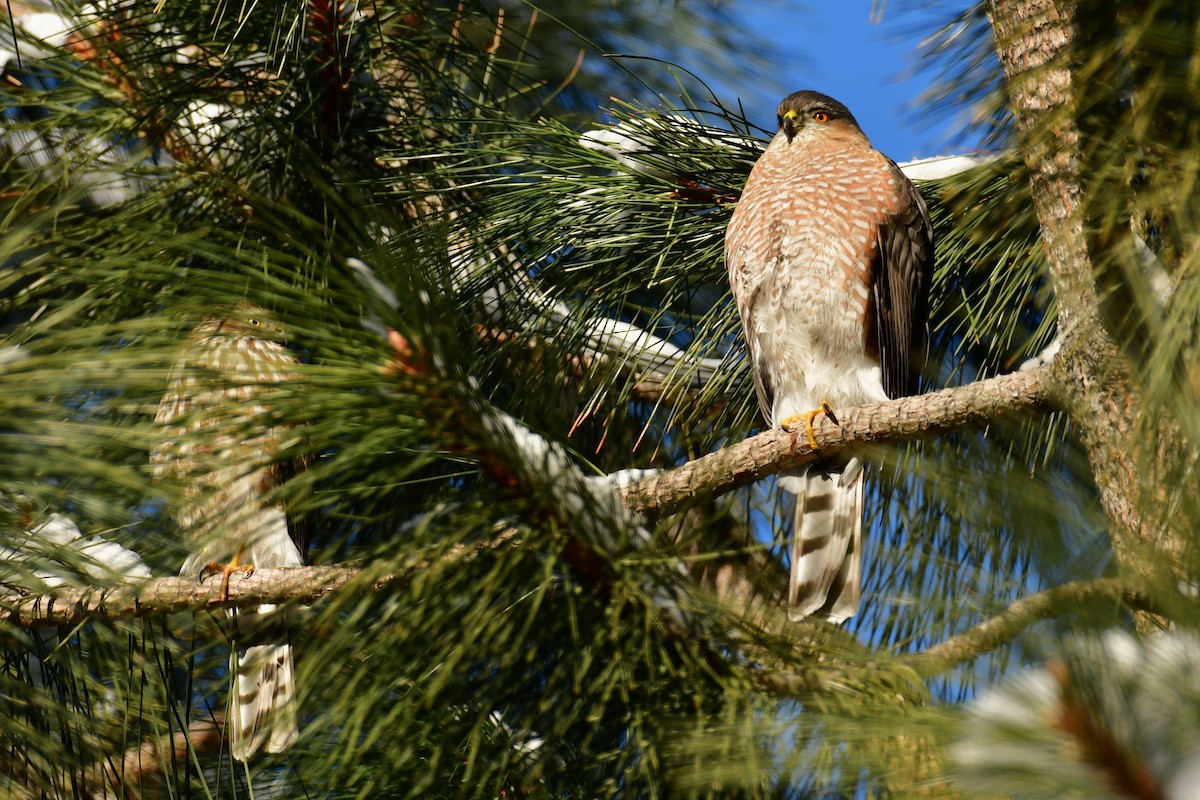 Sharp-shinned Hawk - ML513892951