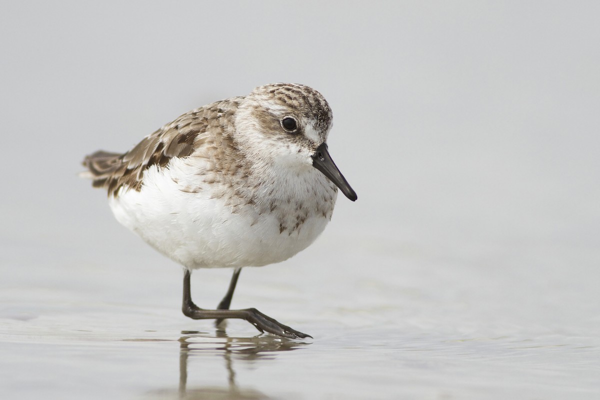 Semipalmated Sandpiper - ML51389331