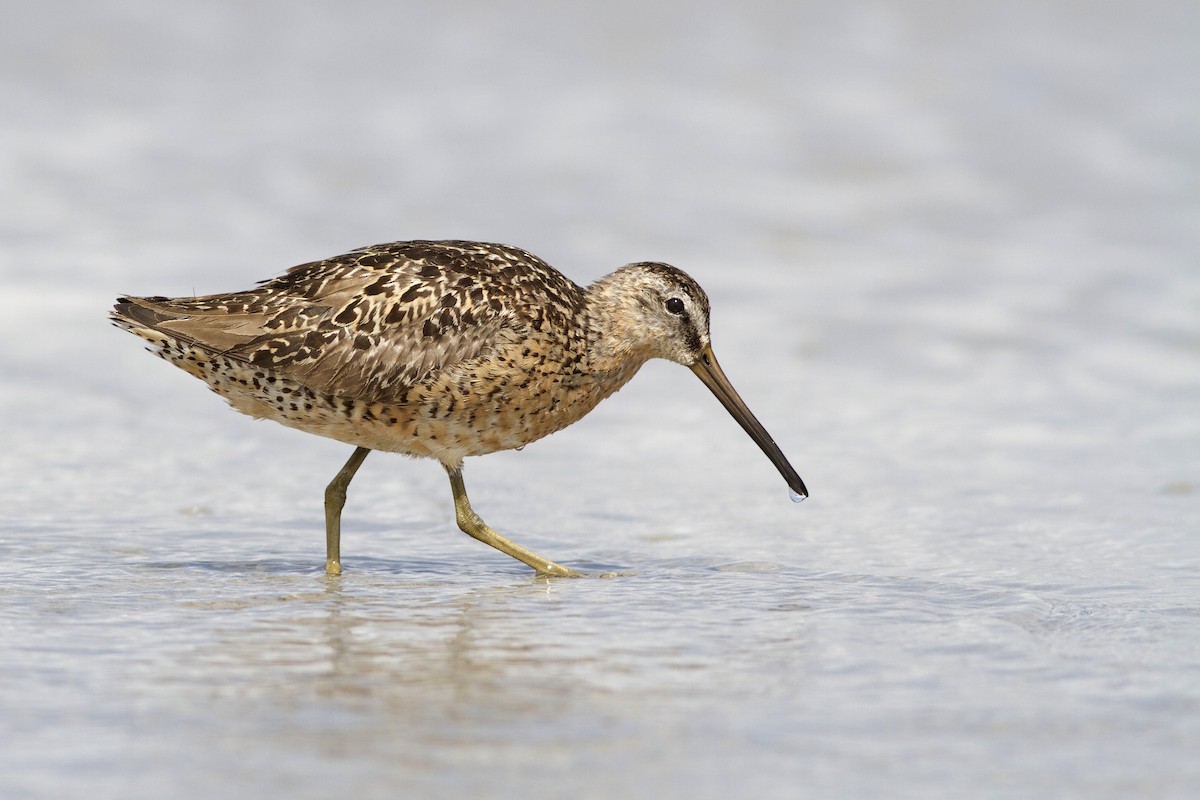 Short-billed Dowitcher - ML51389371