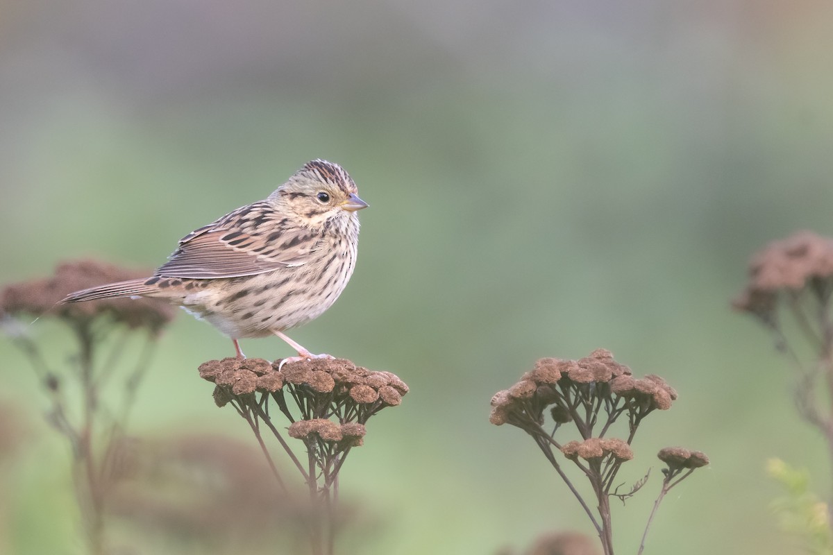 Lincoln's Sparrow - ML513893861