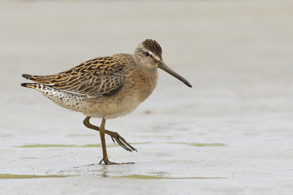 Short-billed Dowitcher - ML51389391