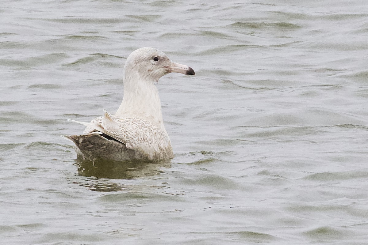 Glaucous Gull - ML513894541