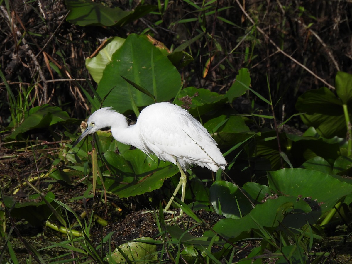 Little Blue Heron - Jennifer Brinkworth