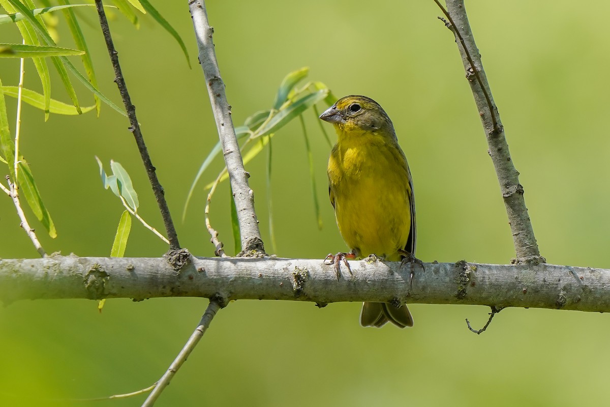 Grassland Yellow-Finch - ML513895581