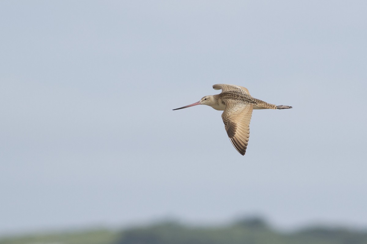 Marbled Godwit - ML51389571