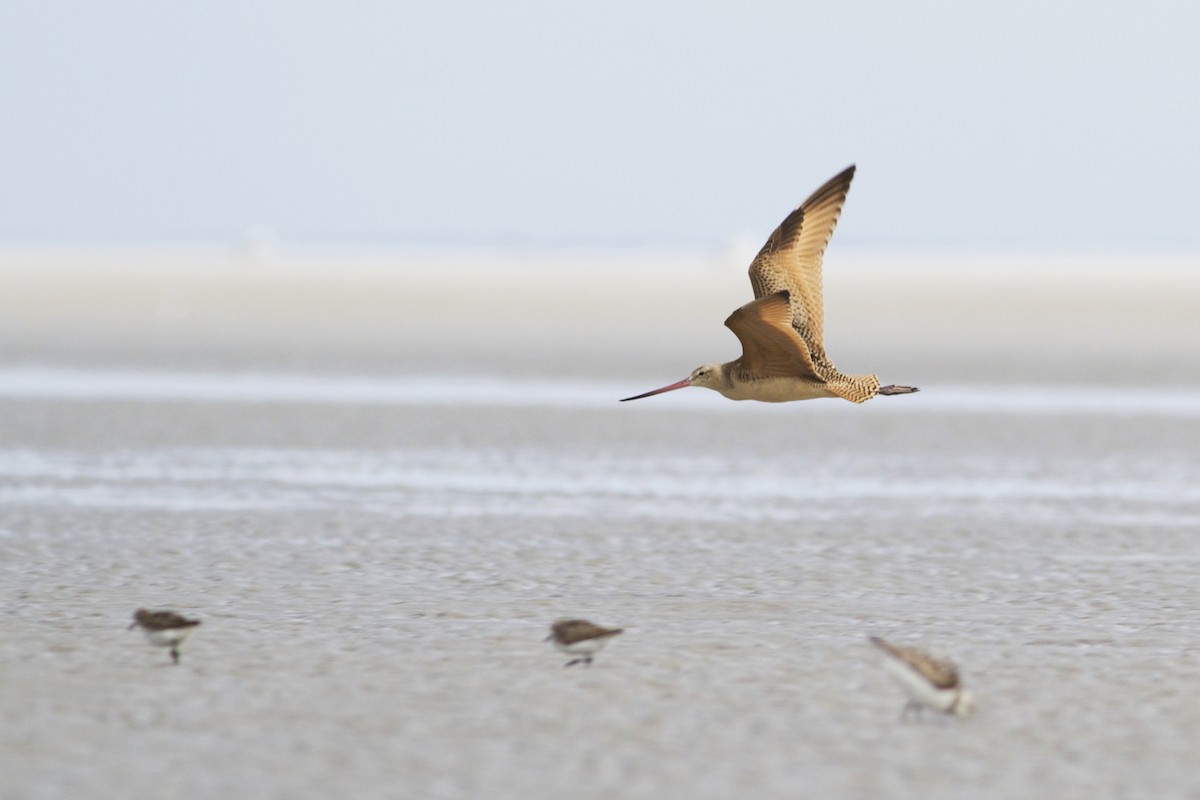 Marbled Godwit - ML51389581